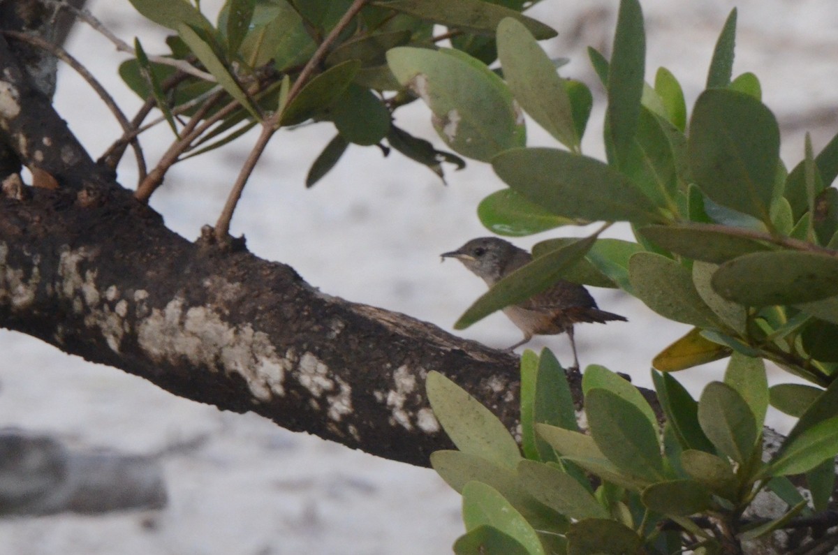 Southern House Wren - ML646037380