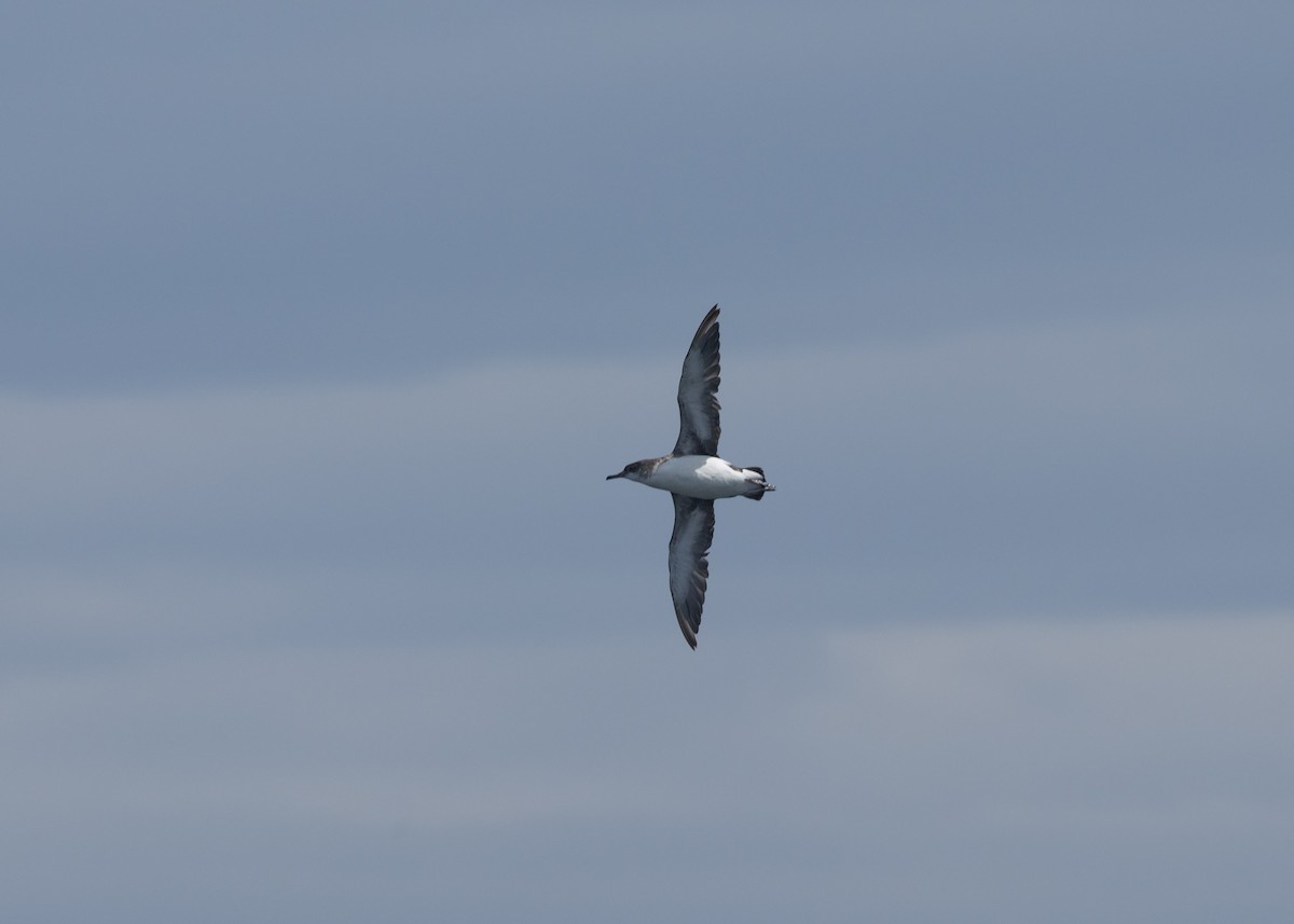 Gabai hegal-arina - ML646037381