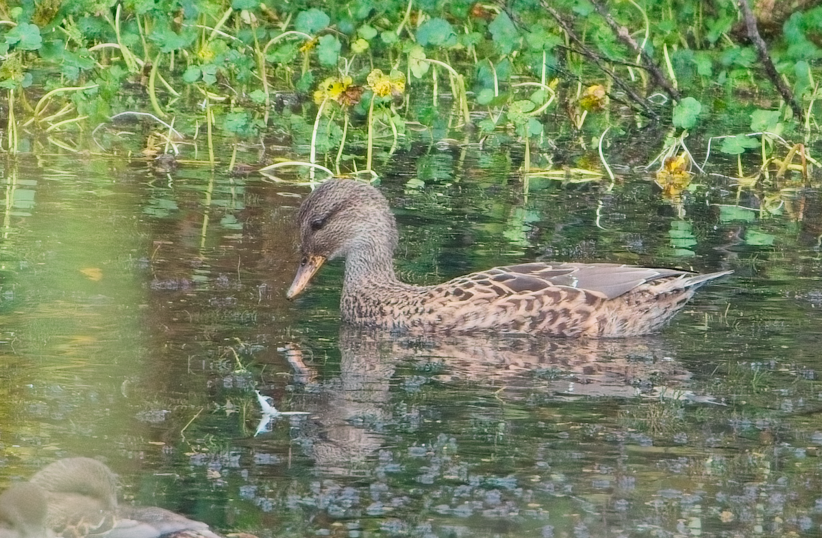 Basahatea - ML646037382