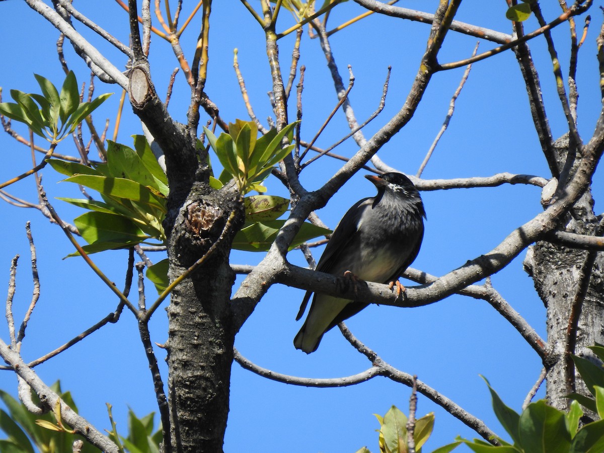 White-cheeked Starling - ML646037383