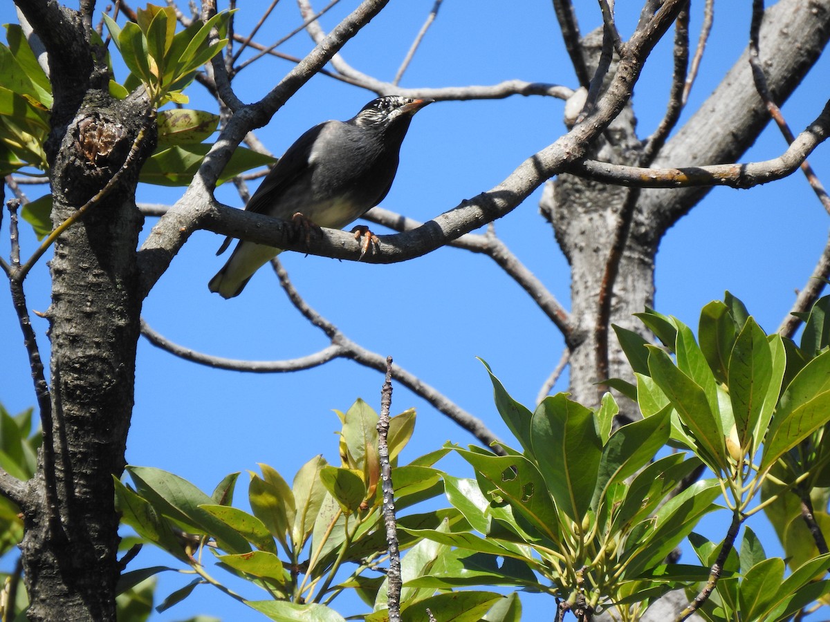 White-cheeked Starling - ML646037384