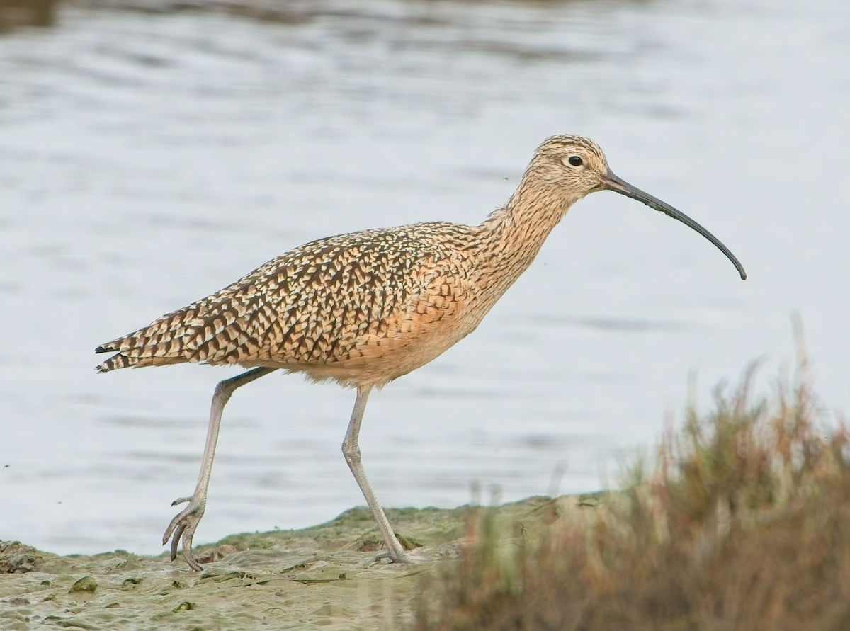 Kurlinta amerikarra - ML646037391