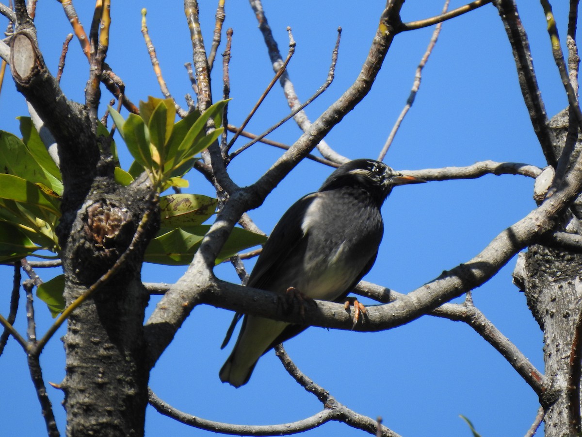 White-cheeked Starling - ML646037392