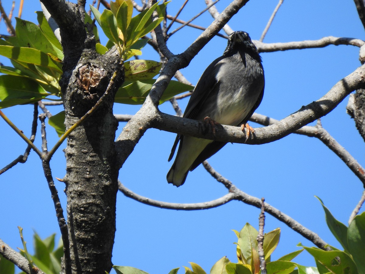 White-cheeked Starling - ML646037393