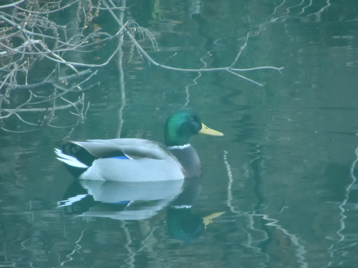 Basahatea - ML646037395