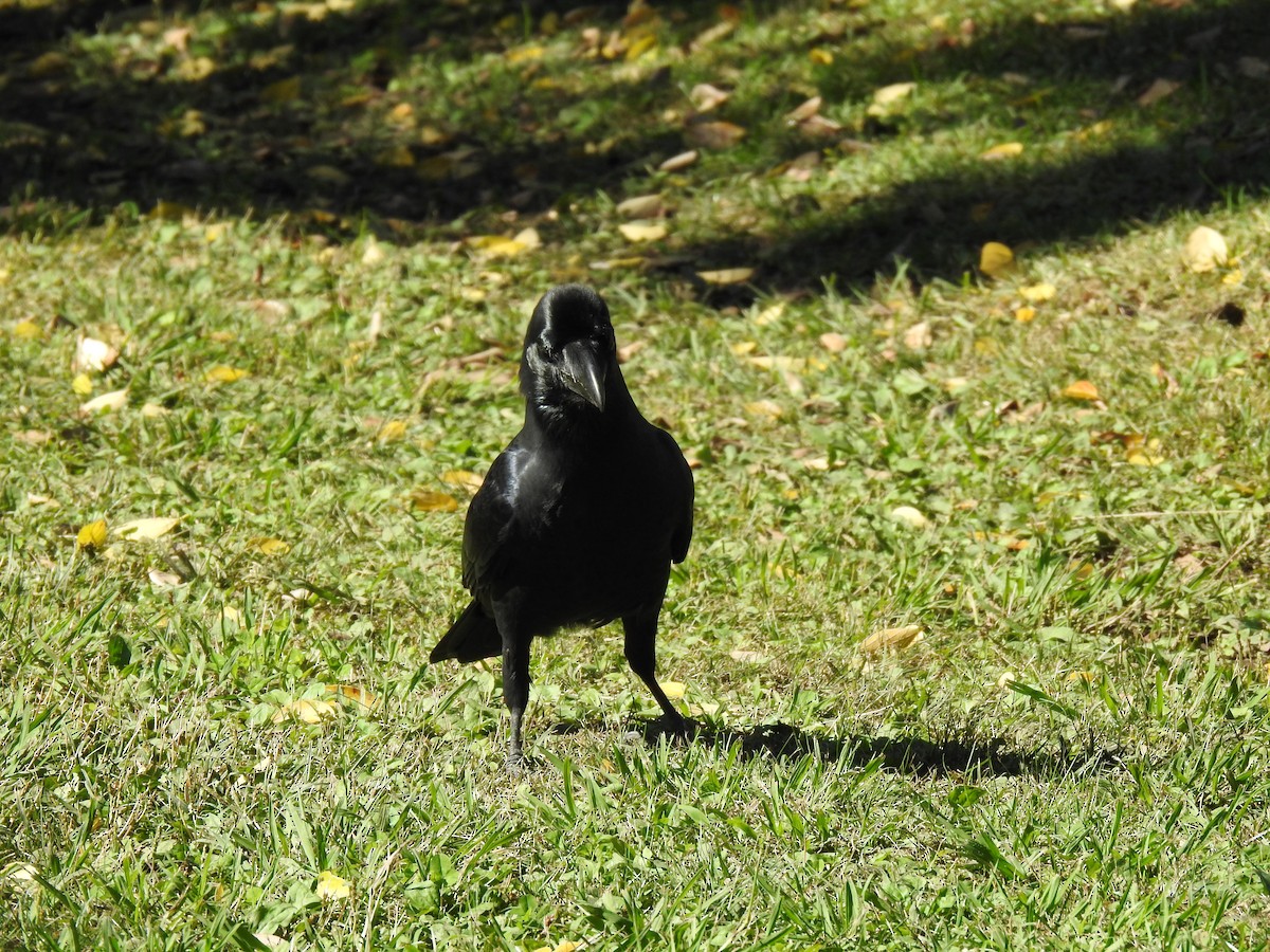 Large-billed Crow - ML646037396
