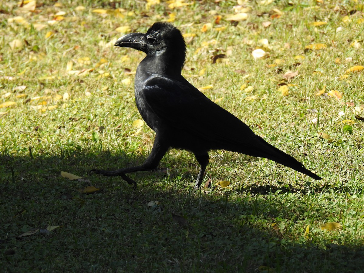 Large-billed Crow - ML646037398