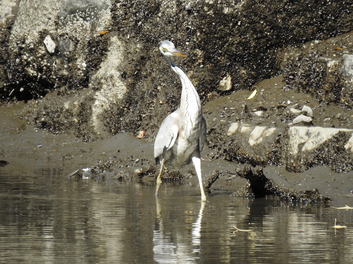 Koartza hauskara - ML646037401