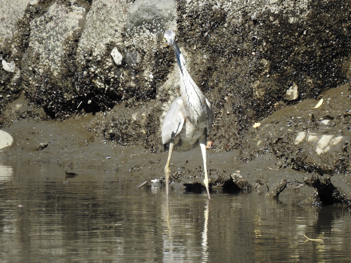 Koartza hauskara - ML646037402