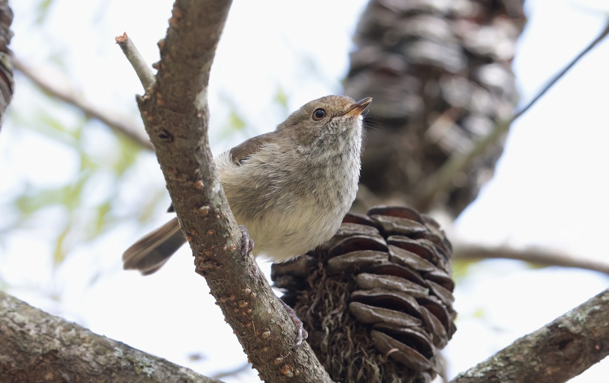 Brown Thornbill - ML646037403