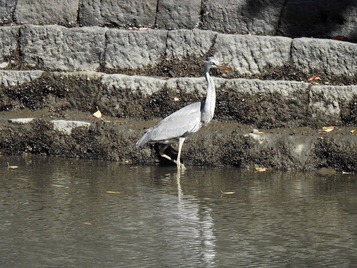 Koartza hauskara - ML646037404