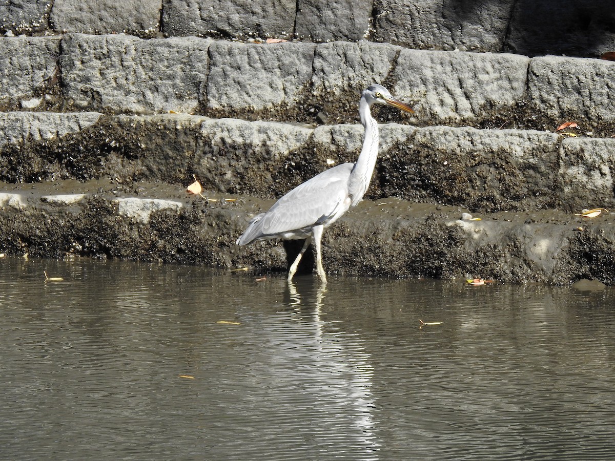 Koartza hauskara - ML646037405