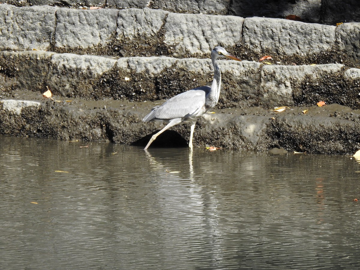 Koartza hauskara - ML646037406