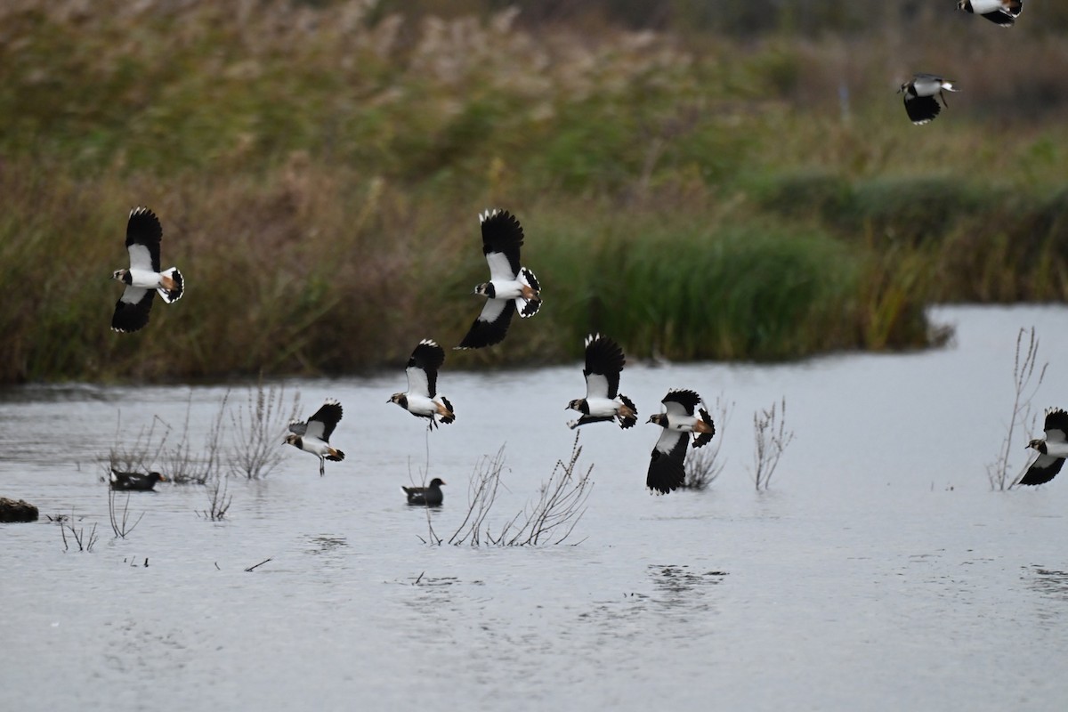 Hegabera eurasiarra - ML646037407
