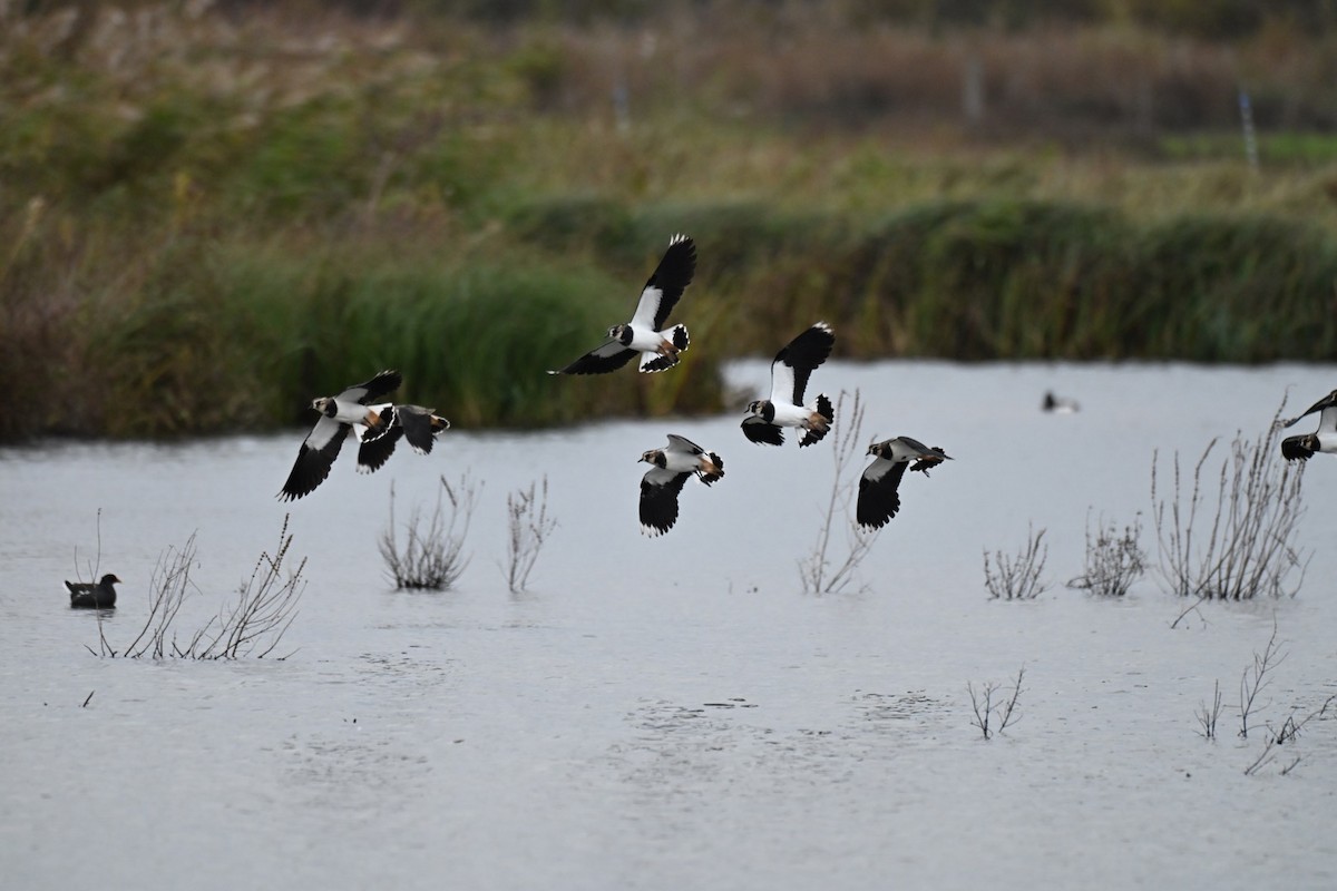 Hegabera eurasiarra - ML646037408