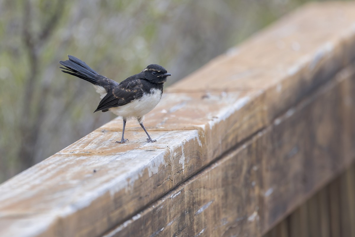 Willie-wagtail - ML646037409