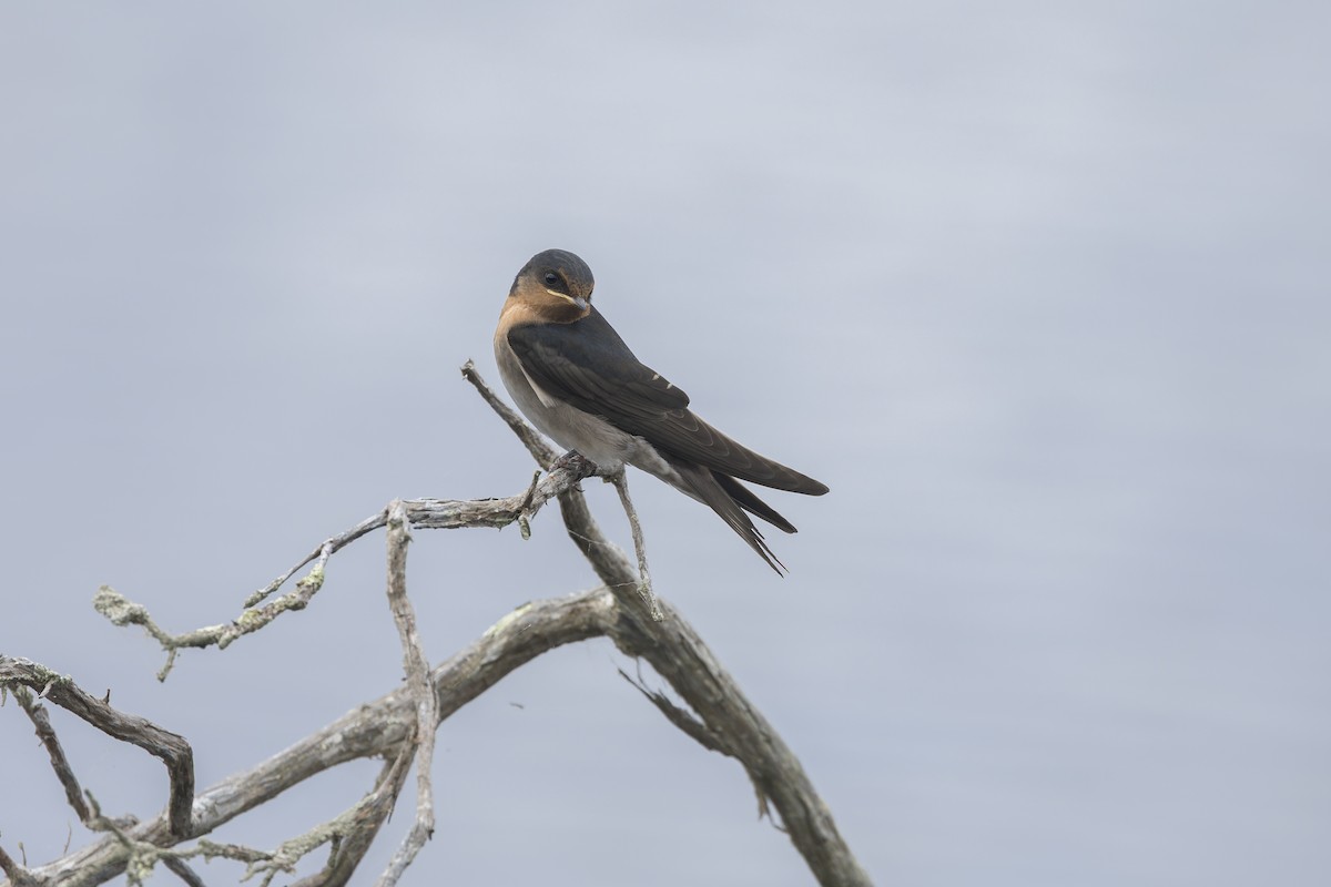 Welcome Swallow - ML646037410