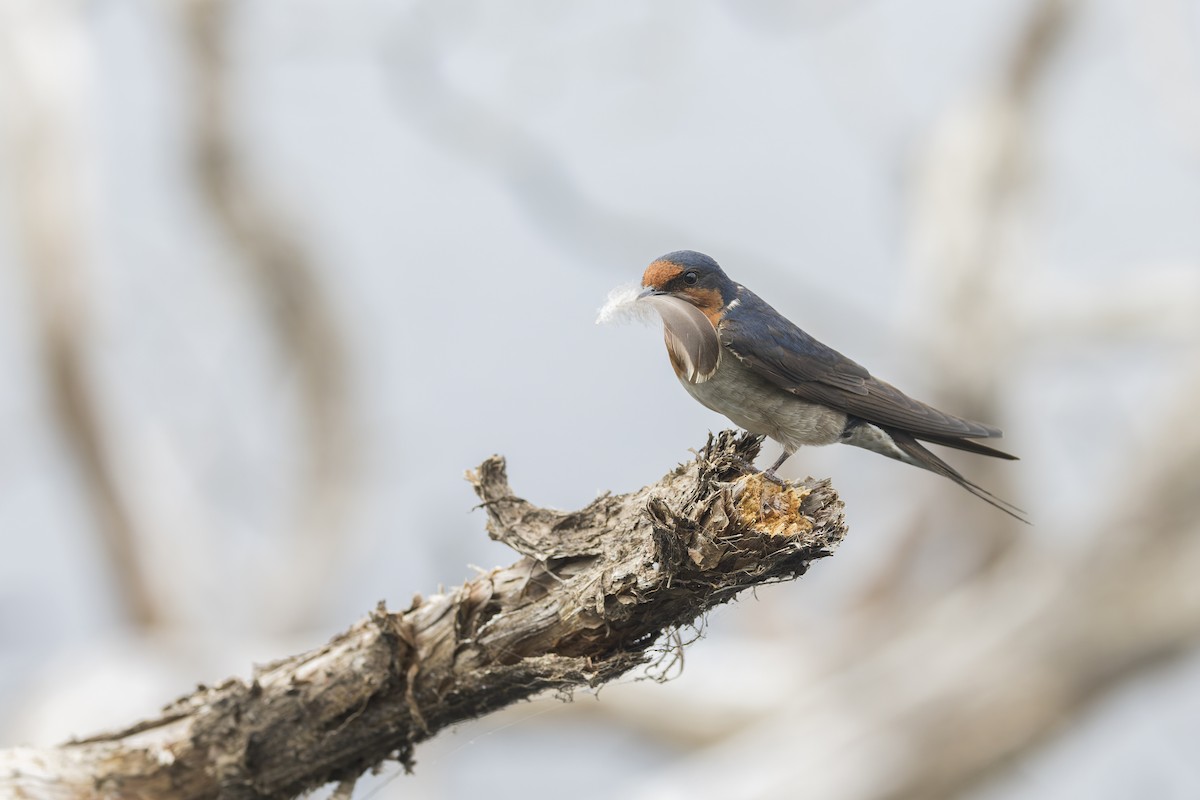 Welcome Swallow - ML646037411