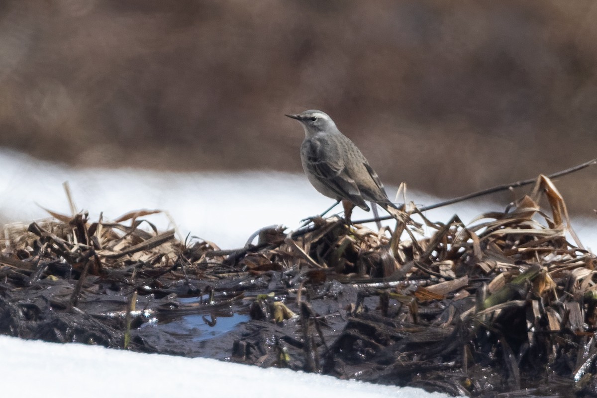 Mendi-txirta - ML646037412