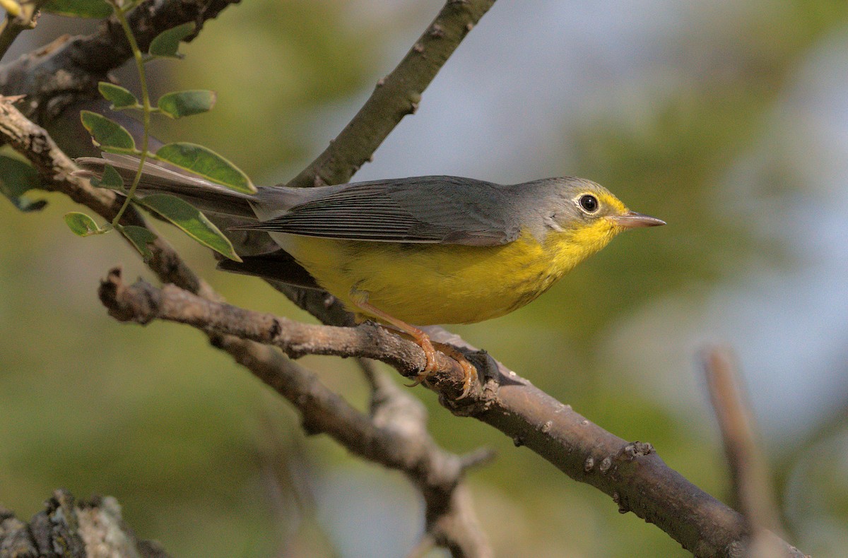 Канадская вильсония - ML646037413