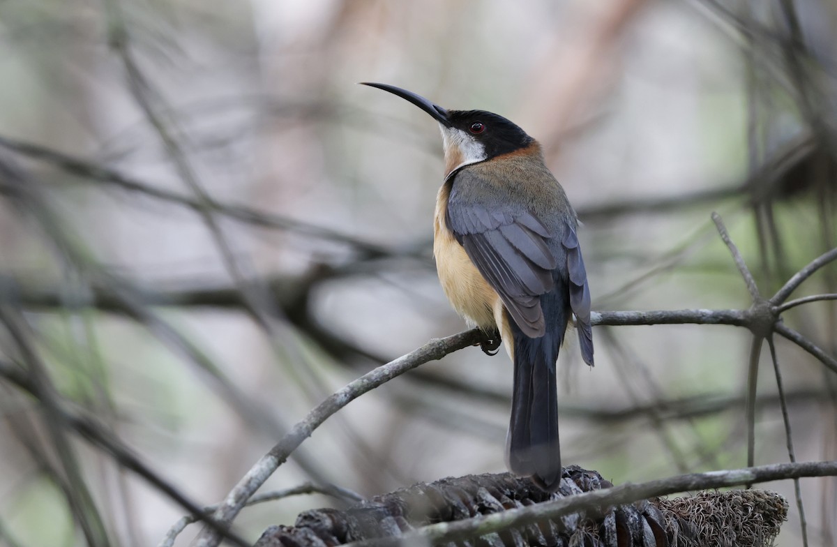Eastern Spinebill - ML646037415