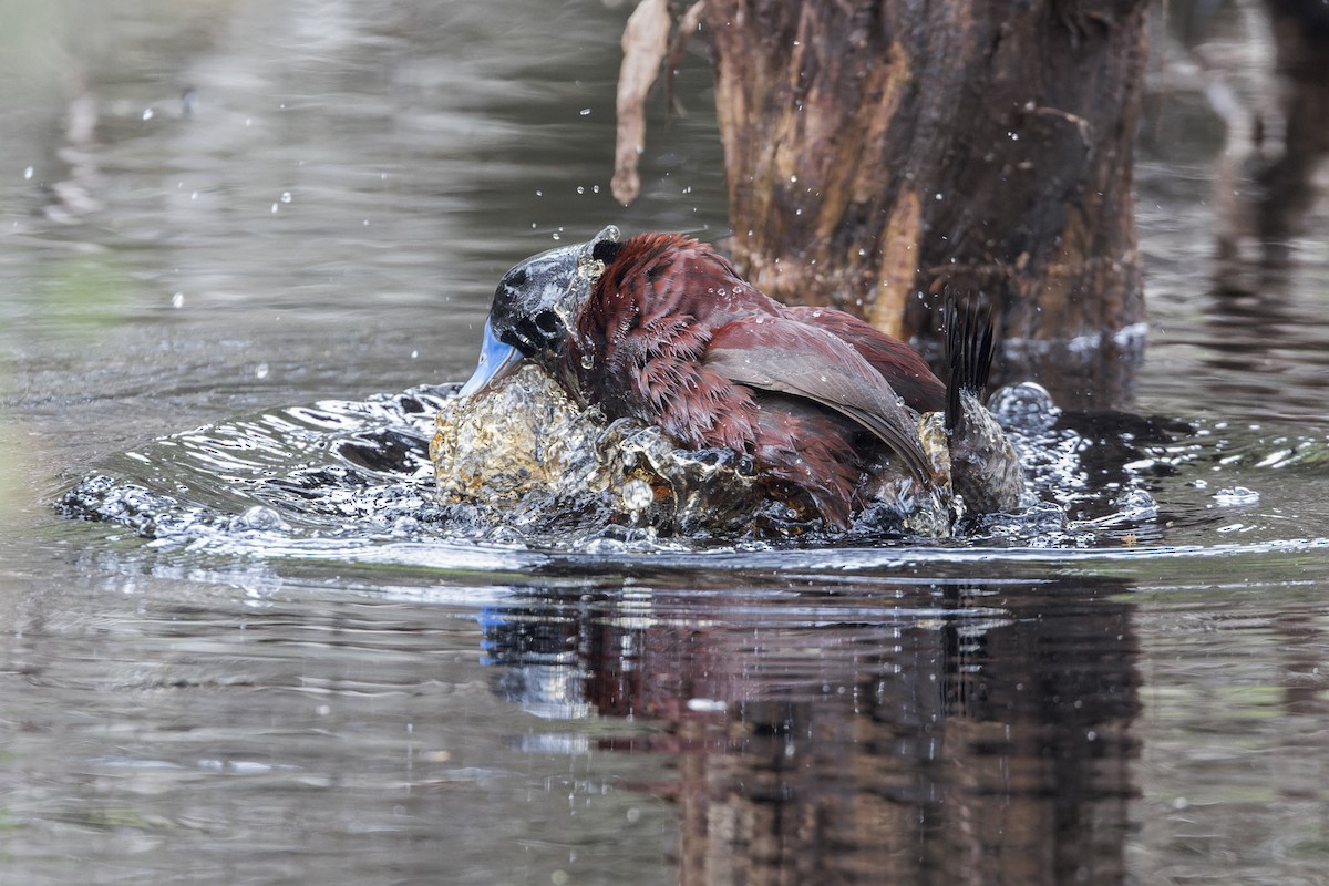 kachnice australská - ML646037416