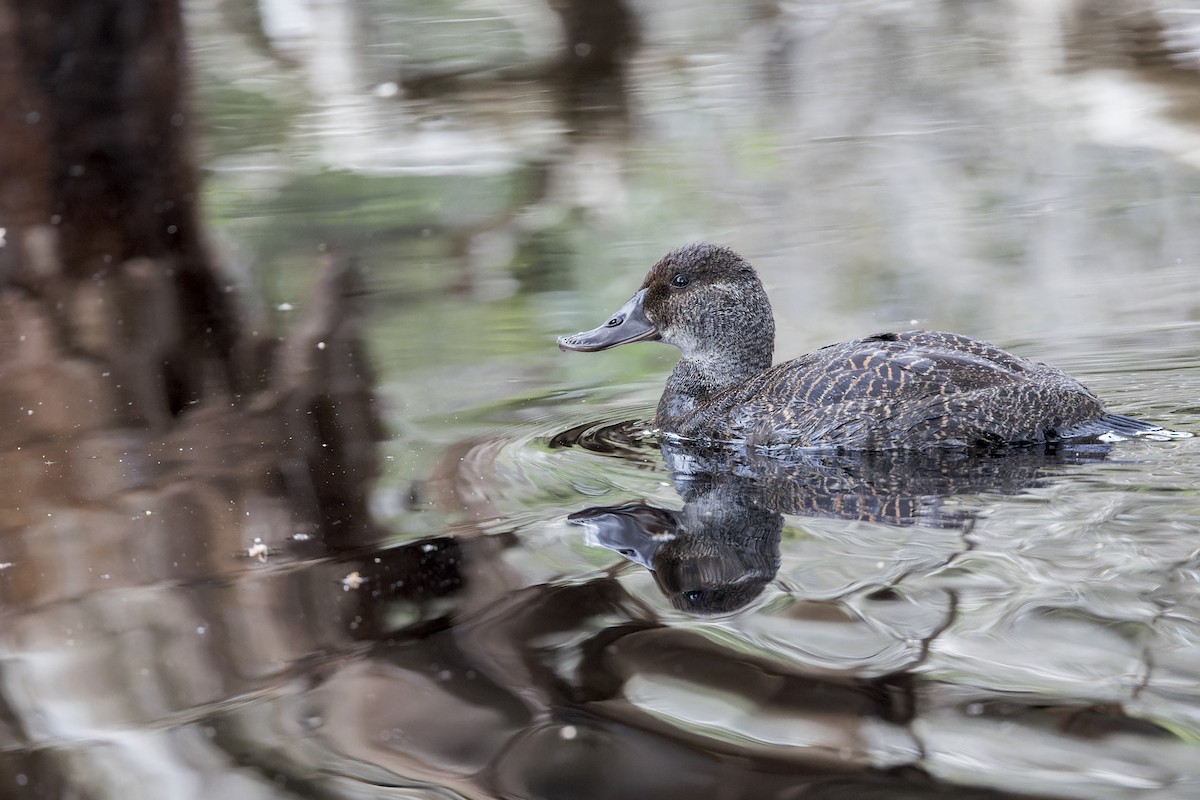 kachnice australská - ML646037417