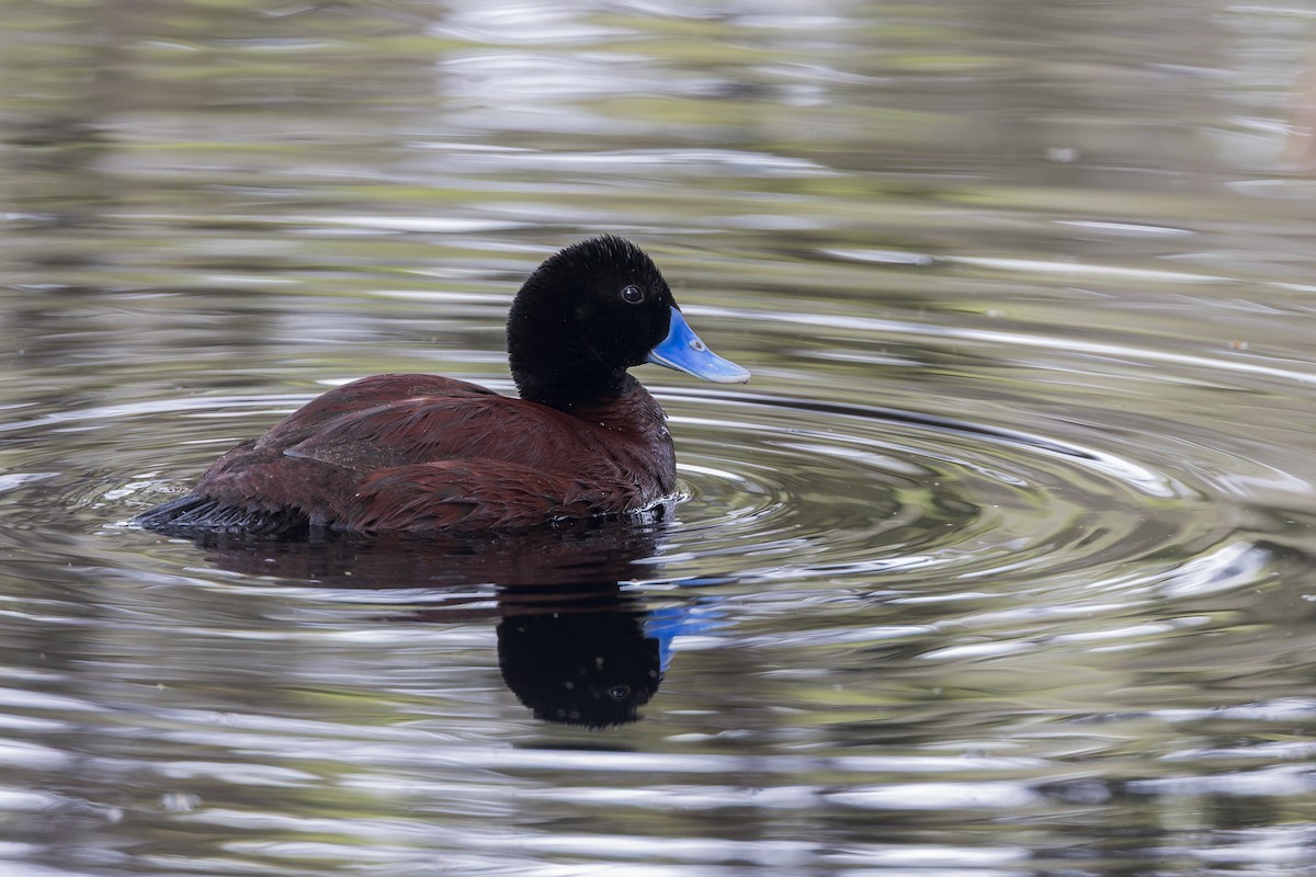 kachnice australská - ML646037419