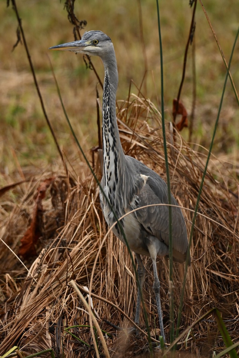 Gray Heron - ML646037433