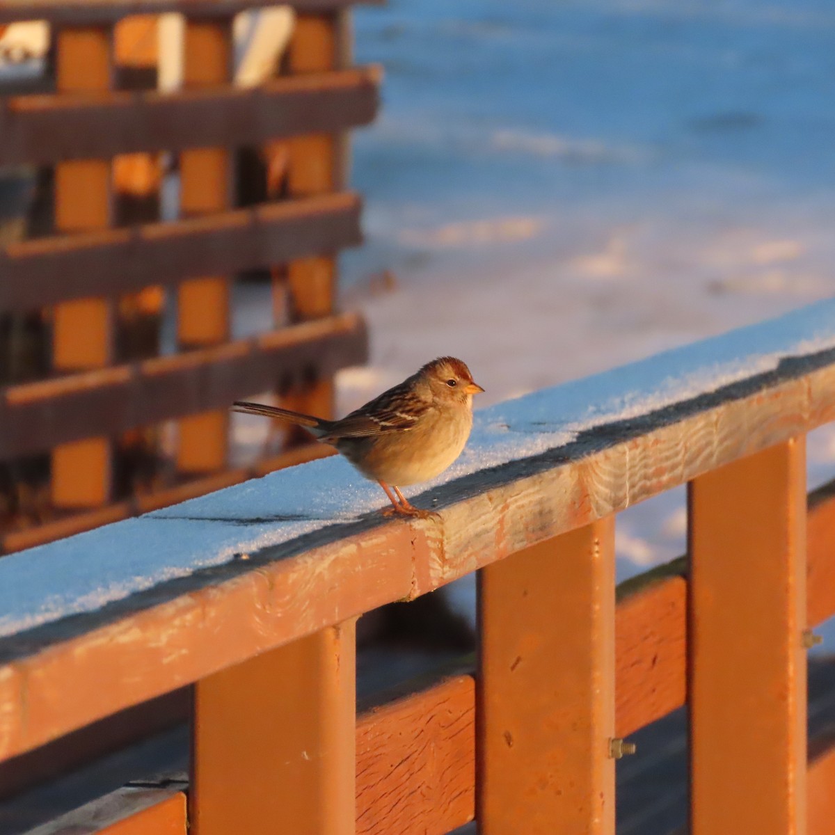 Porsuk Serçesi - ML646037437