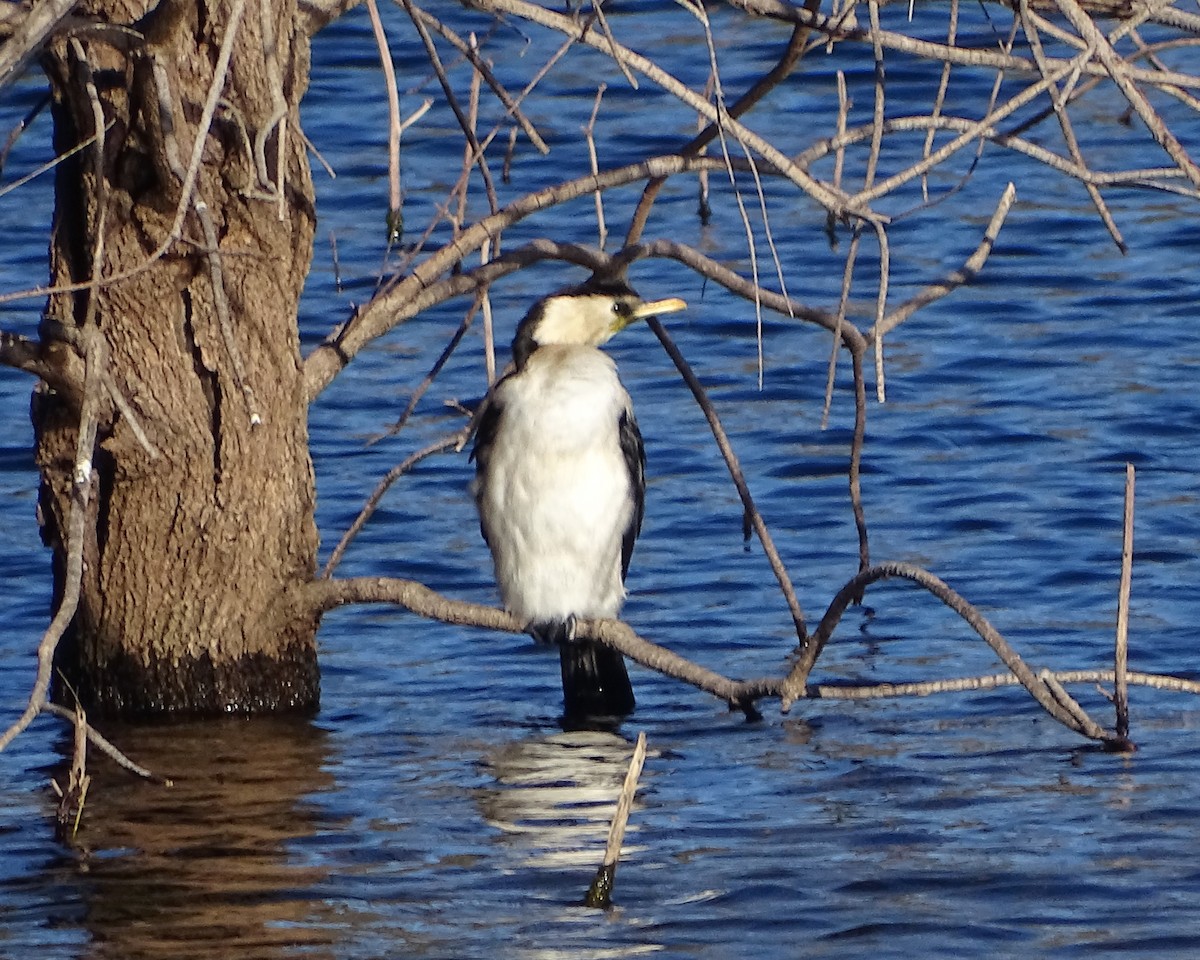 Little Pied Cormorant - ML646037438
