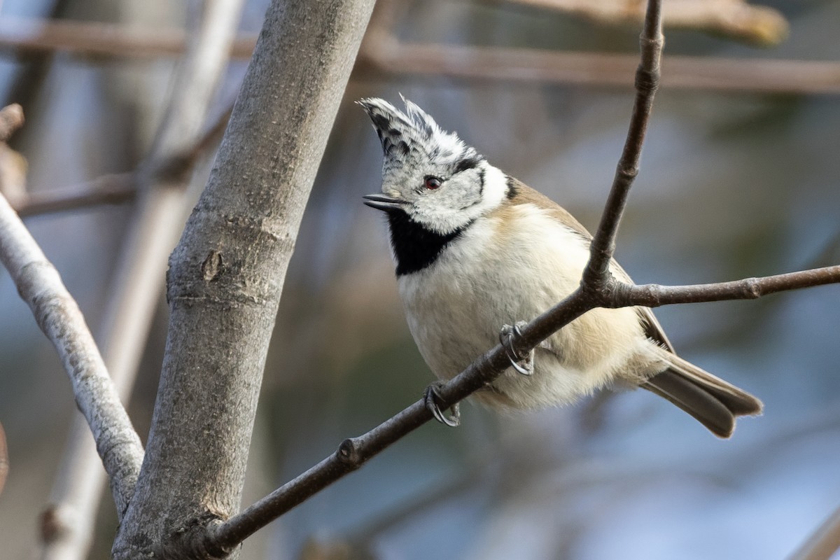 Cincia dal ciuffo - ML646037439