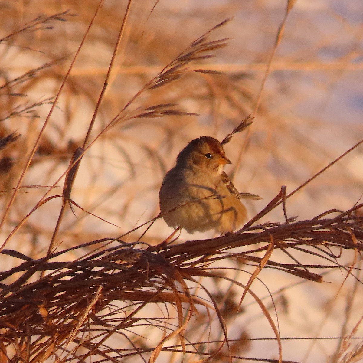 Porsuk Serçesi - ML646037440