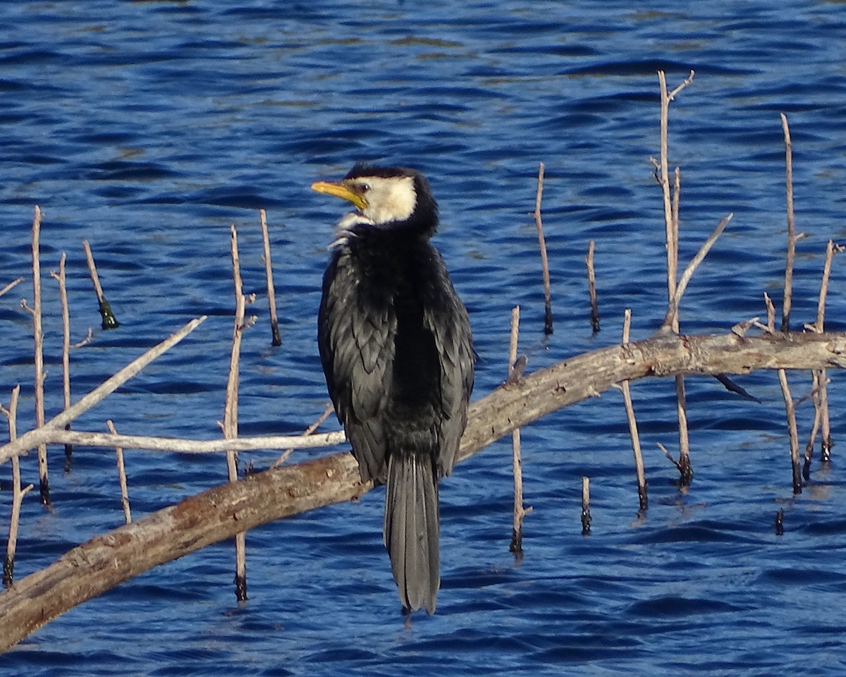 Little Pied Cormorant - ML646037441