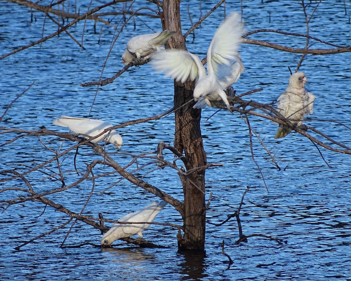 Little Corella - ML646037442