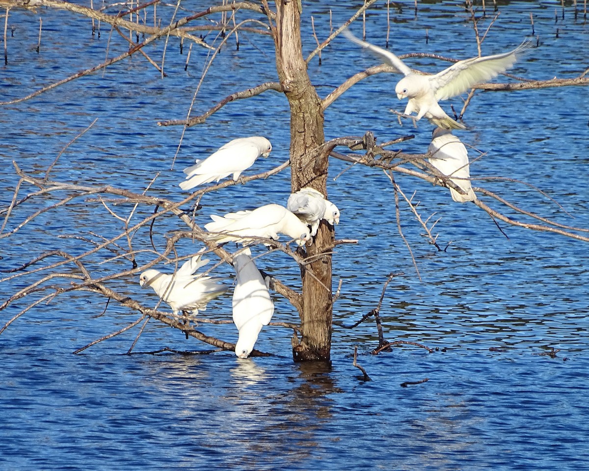Little Corella - ML646037453