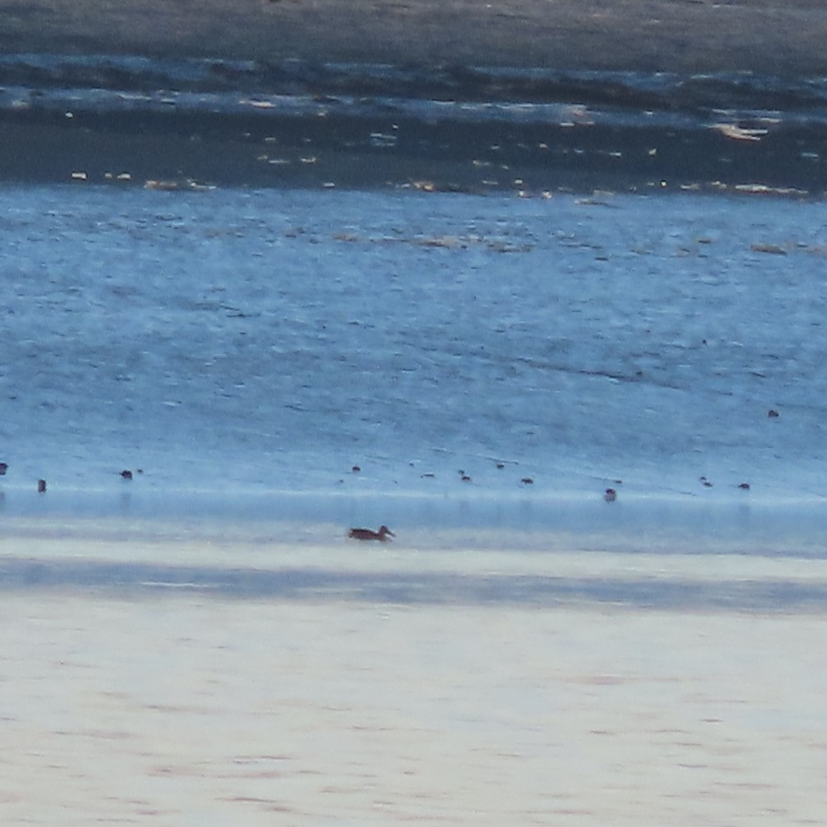 Northern Shoveler - ML646037454