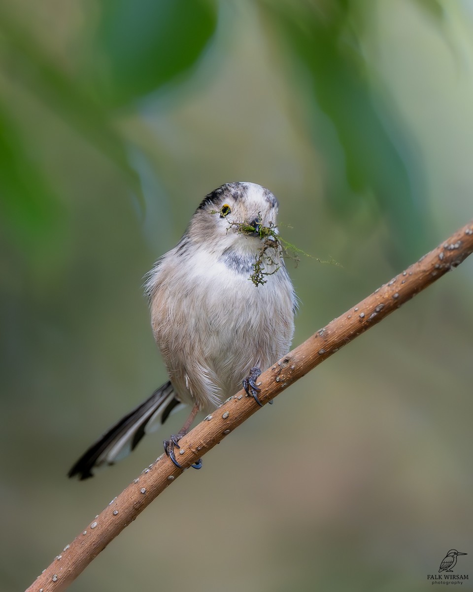 Long-tailed Tit - ML646037456