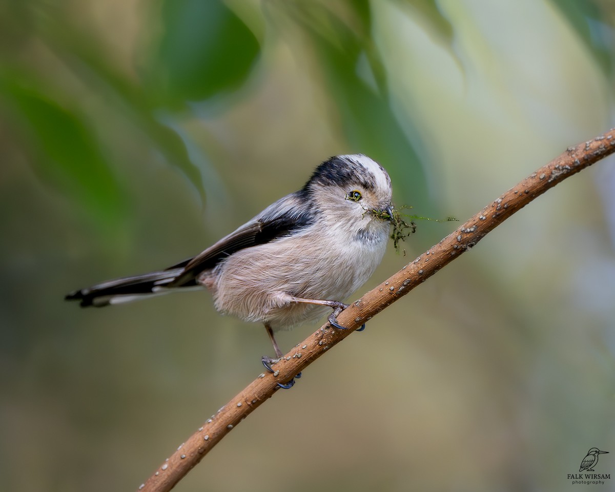 Long-tailed Tit - ML646037457