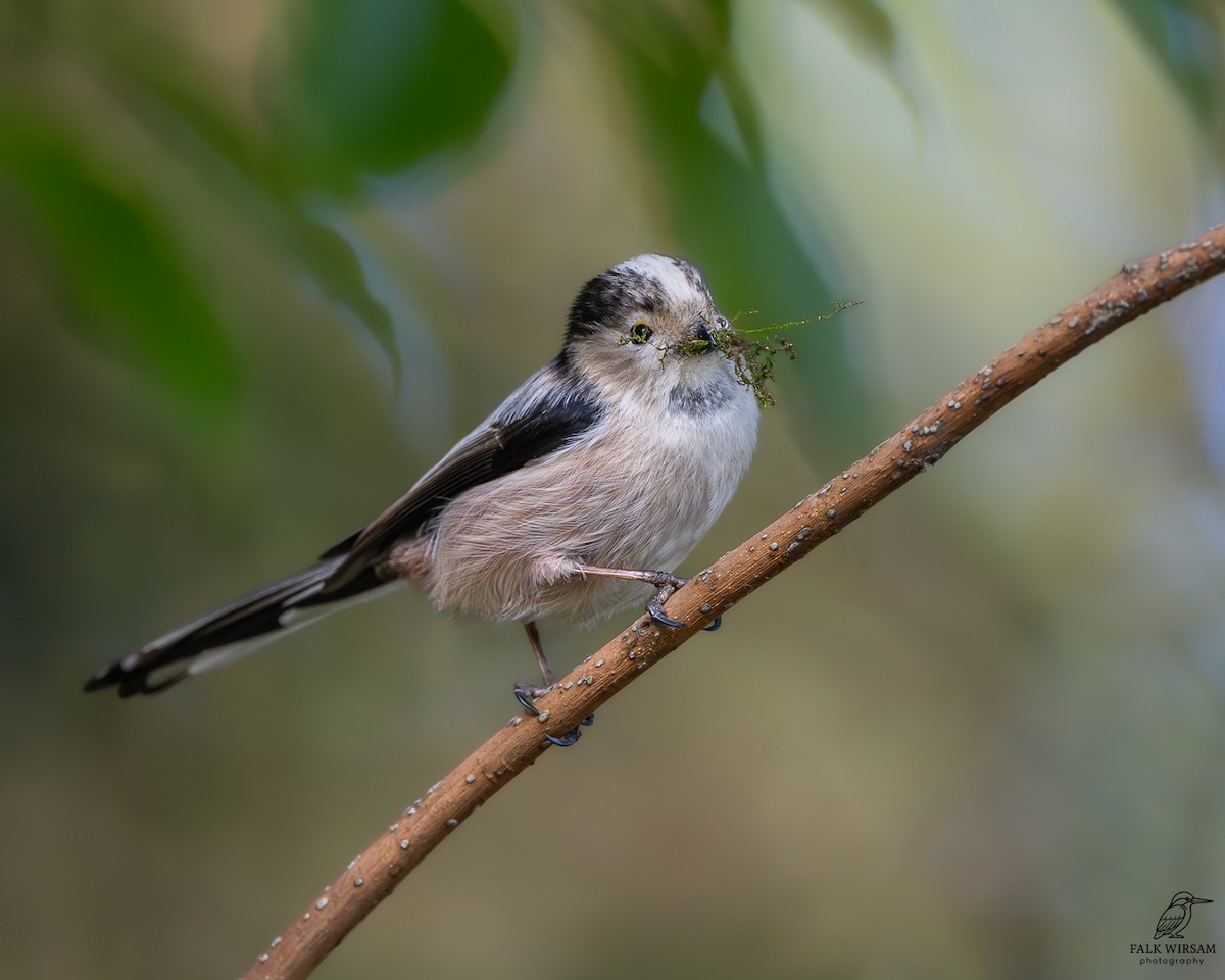 Long-tailed Tit - ML646037458