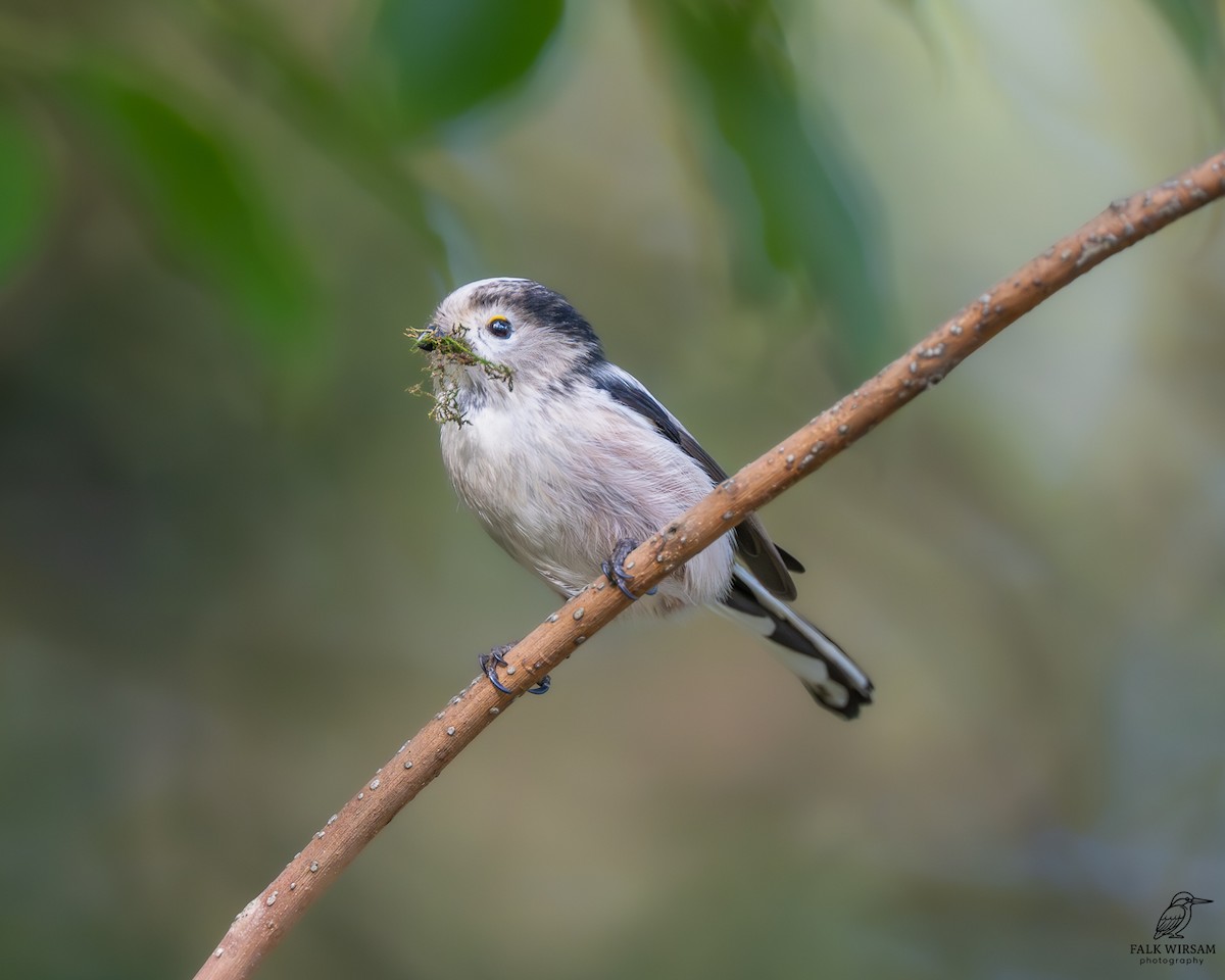 Long-tailed Tit - ML646037459