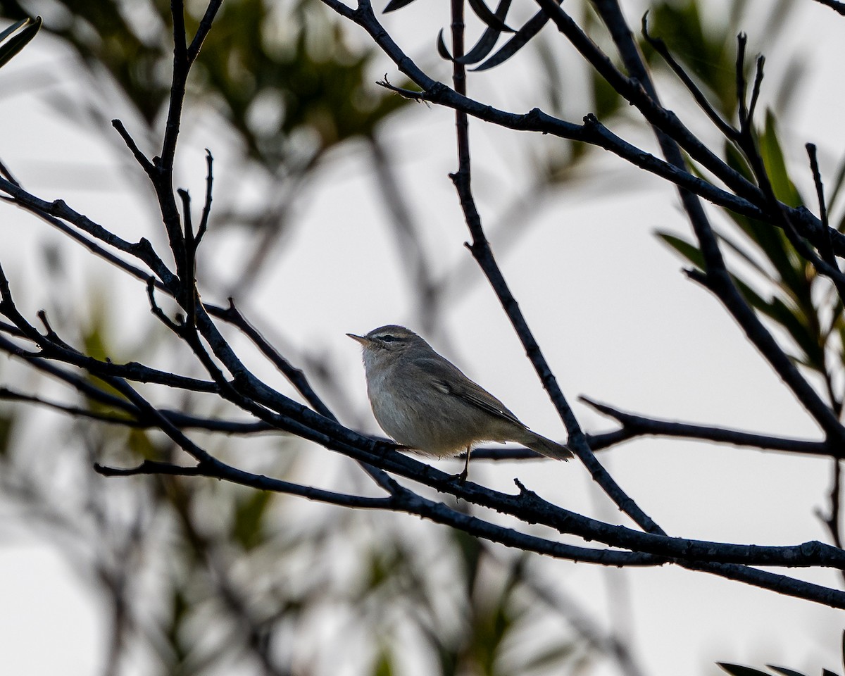 עלווית כהה - ML646037470