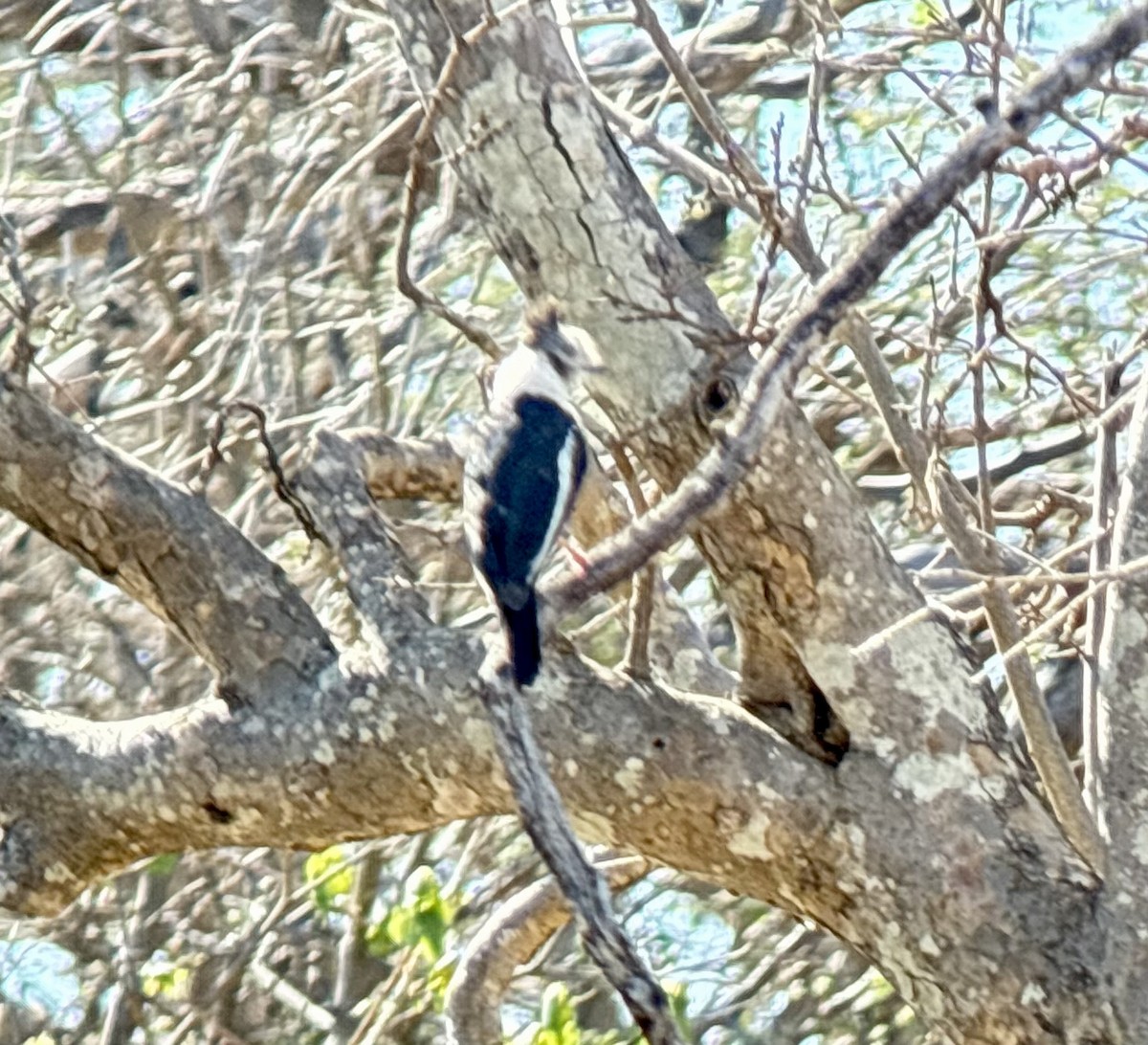 Bagadais à huppe grise - ML646037476