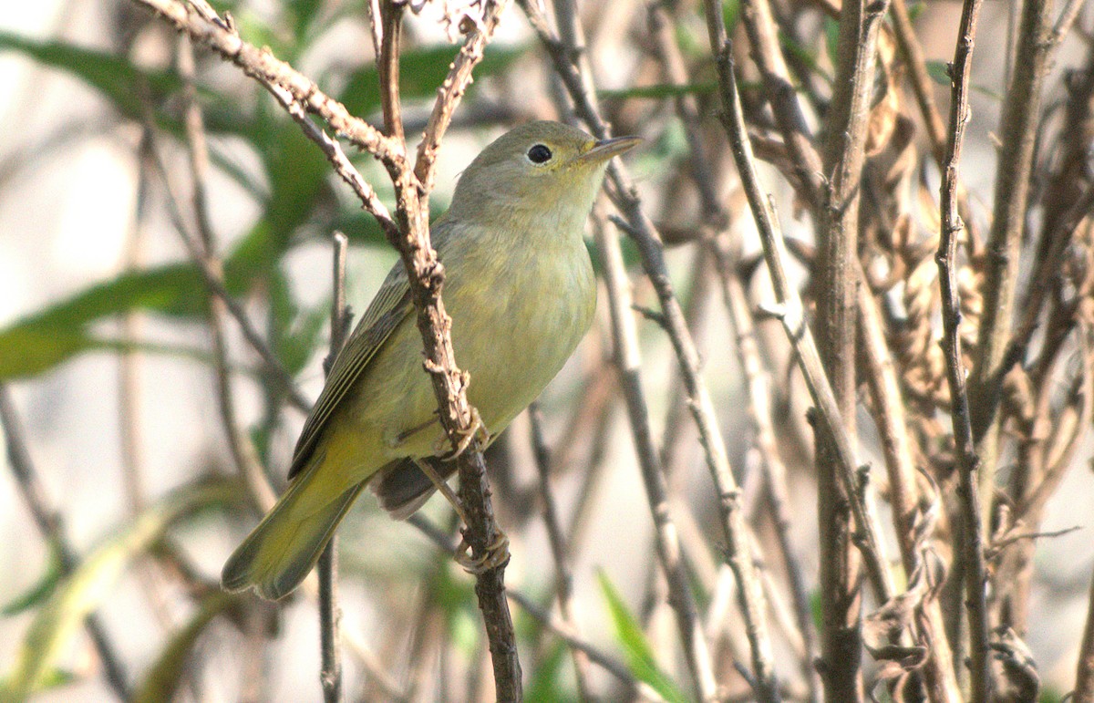 lesňáček zlatotemenný - ML646037477