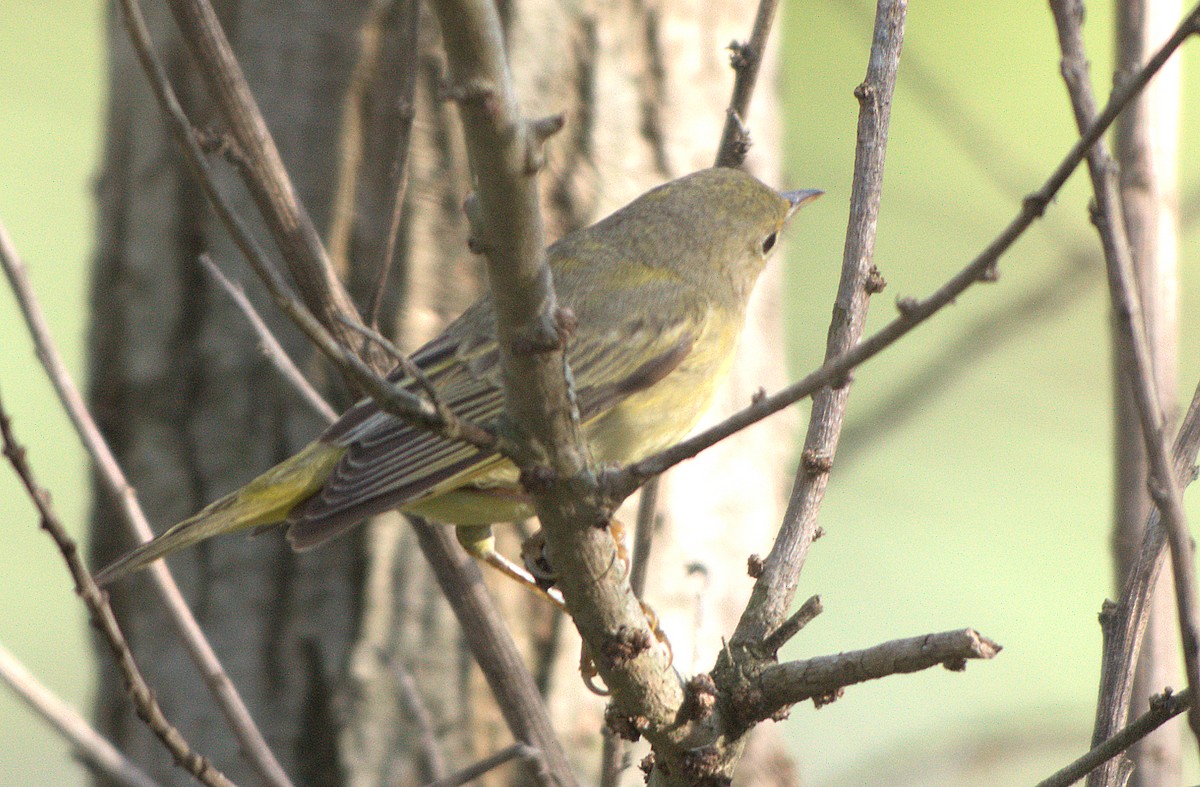lesňáček zlatotemenný - ML646037484