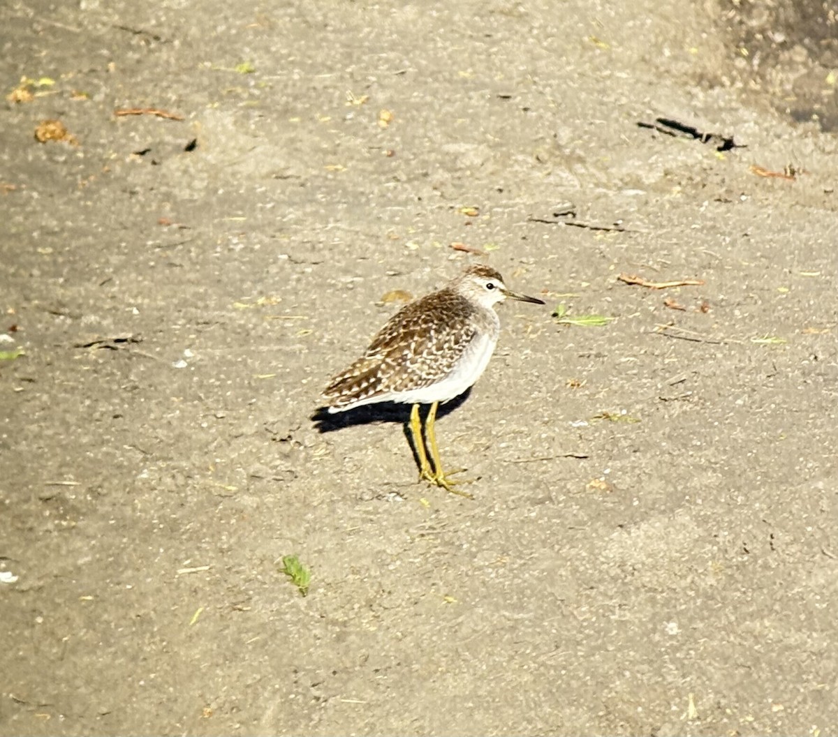 vodouš bahenní - ML646037489