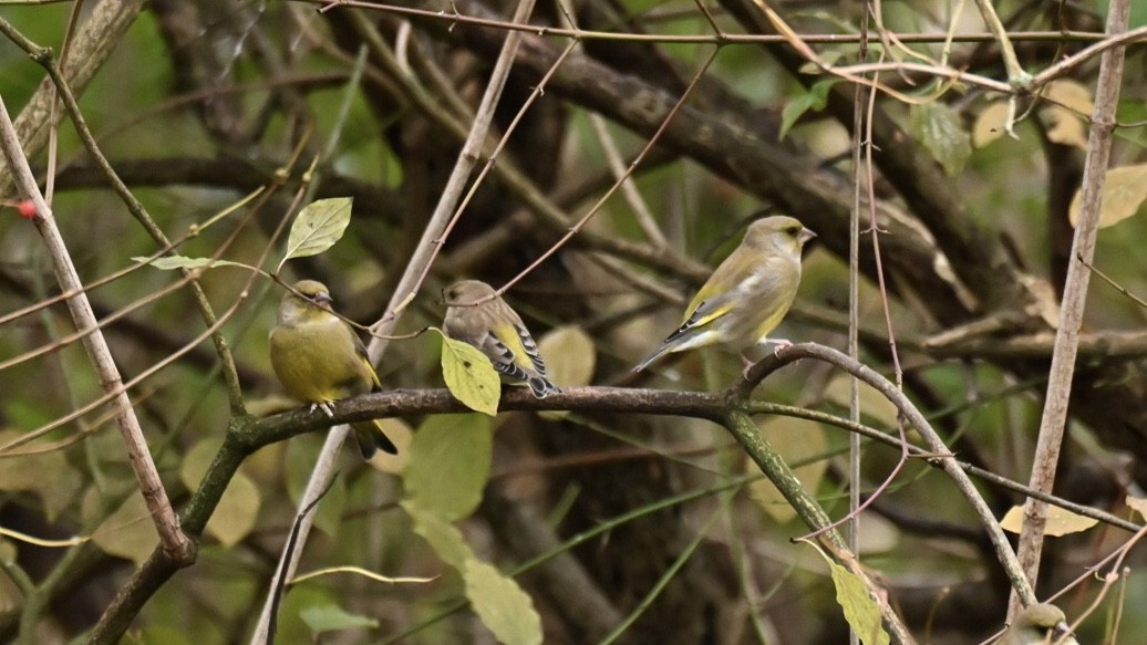 European Greenfinch - ML646037516