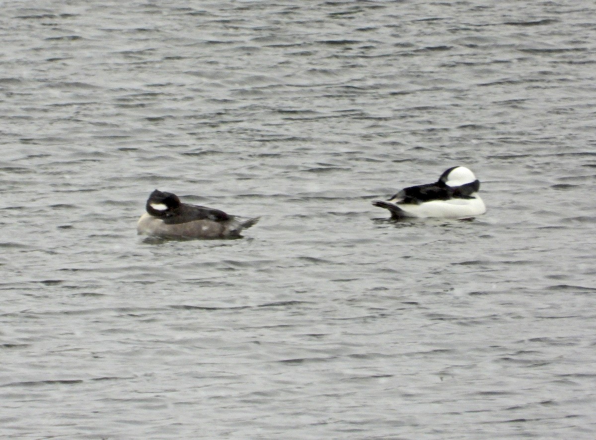 Bufflehead - ML646037517
