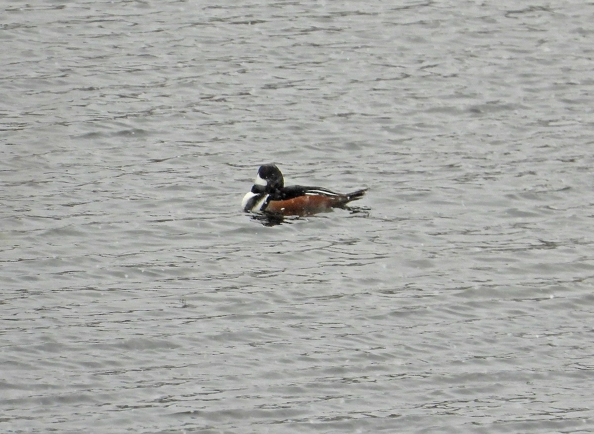 Hooded Merganser - ML646037520
