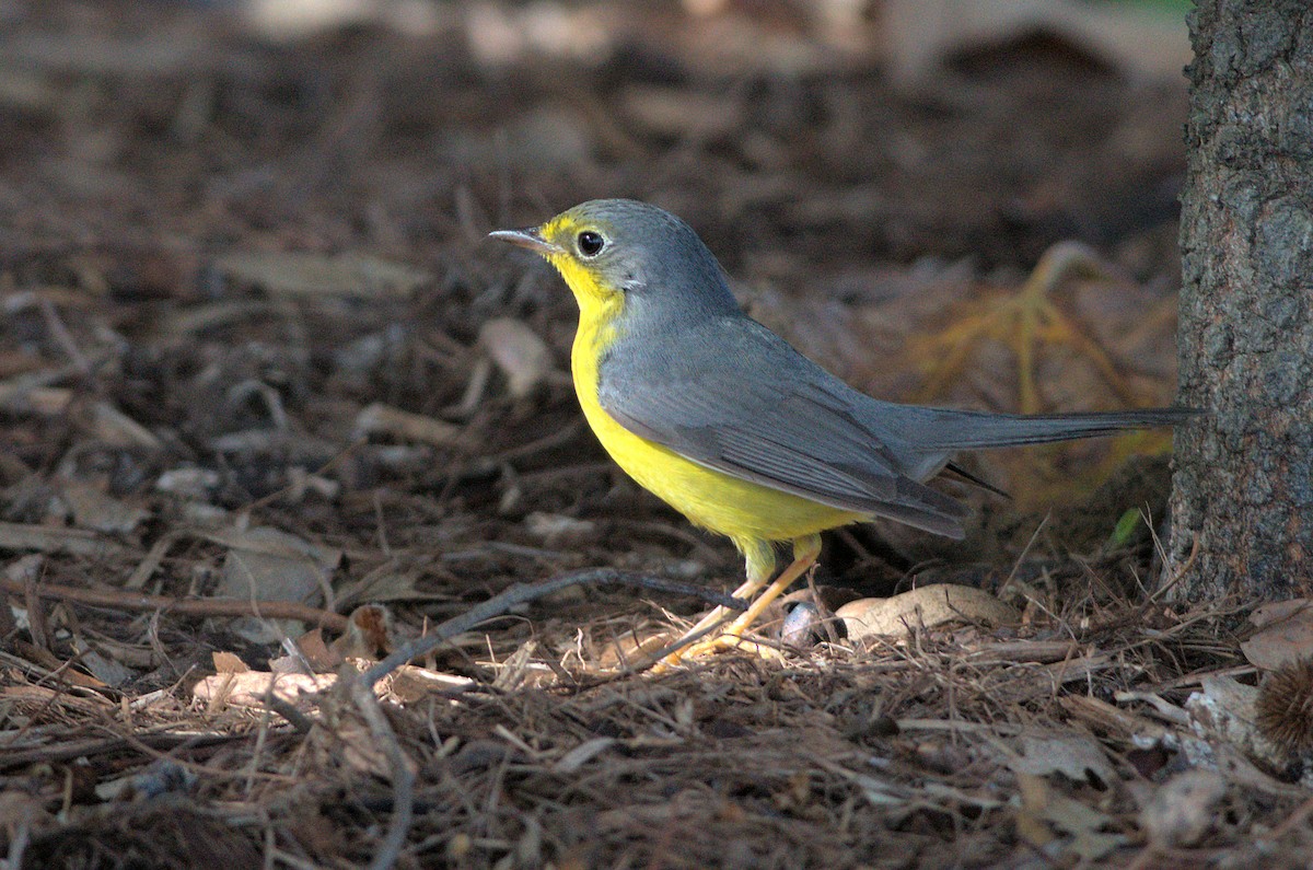 Канадская вильсония - ML646037524
